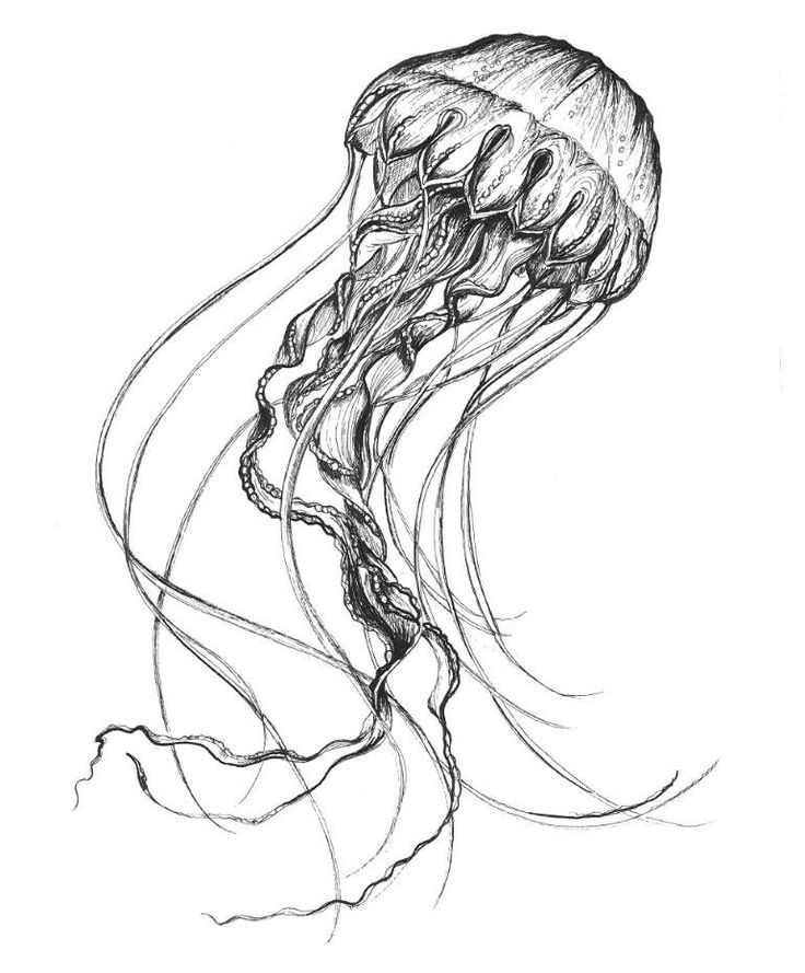 Jellyfish Photo Drawing