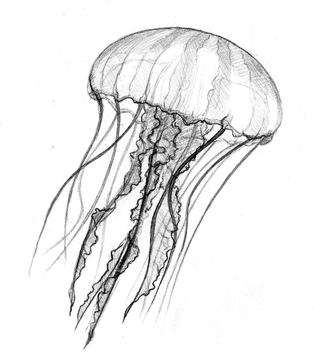 Jellyfish Picture Drawing