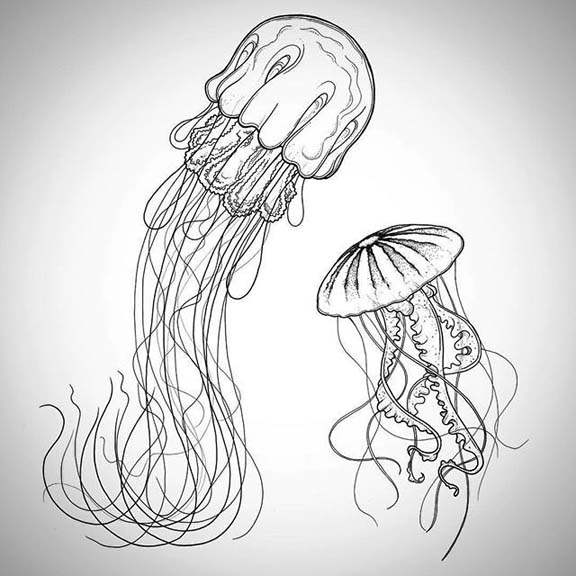 Jellyfish Realistic Drawing