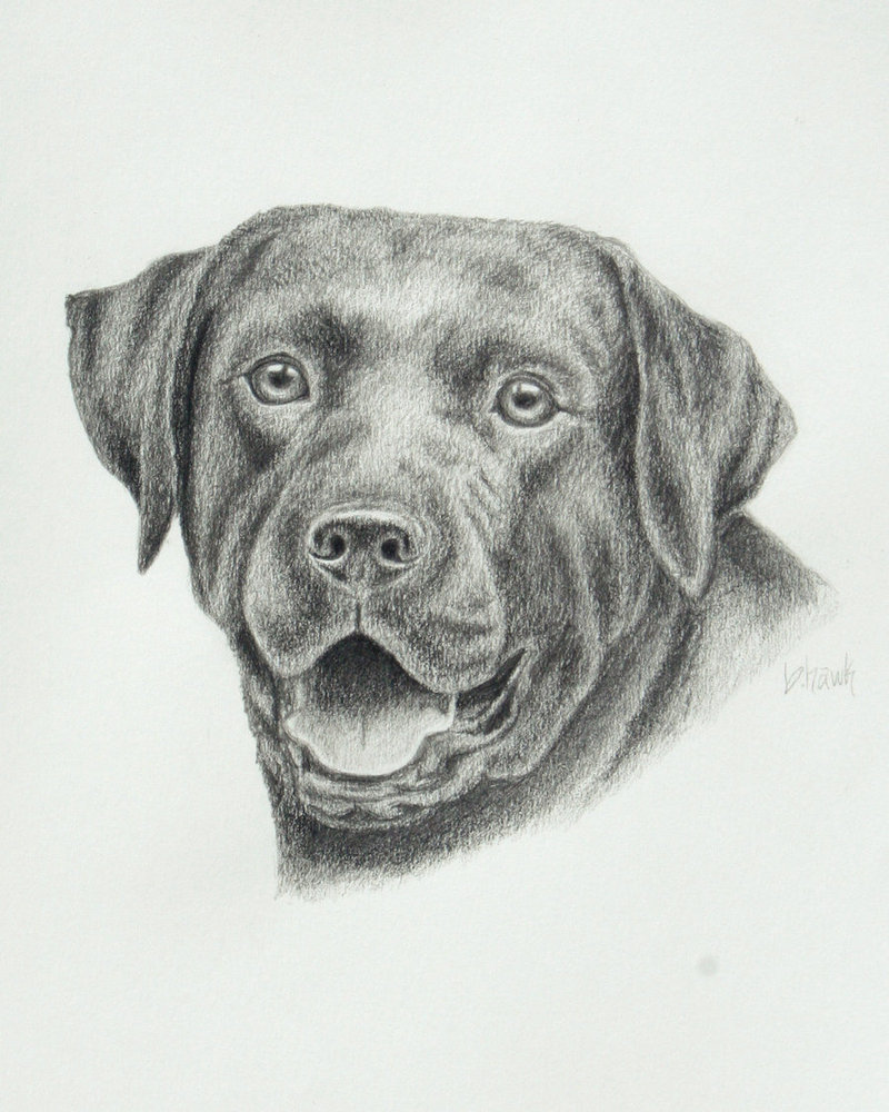 Labrador Retriever Art