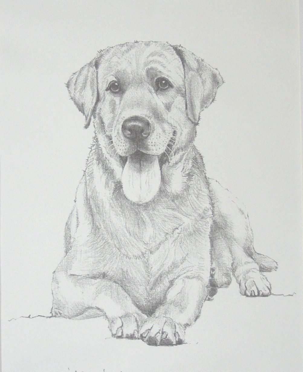 Labrador Retriever Drawing Pic