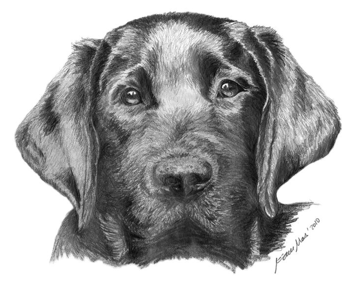 Labrador Retriever Drawing