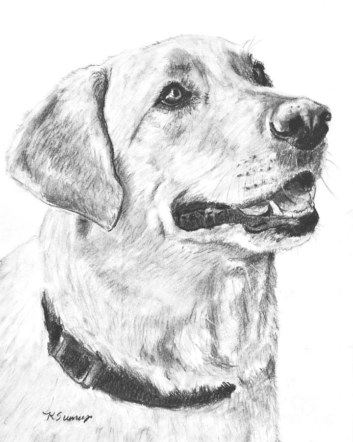 Labrador Retriever Image Drawing
