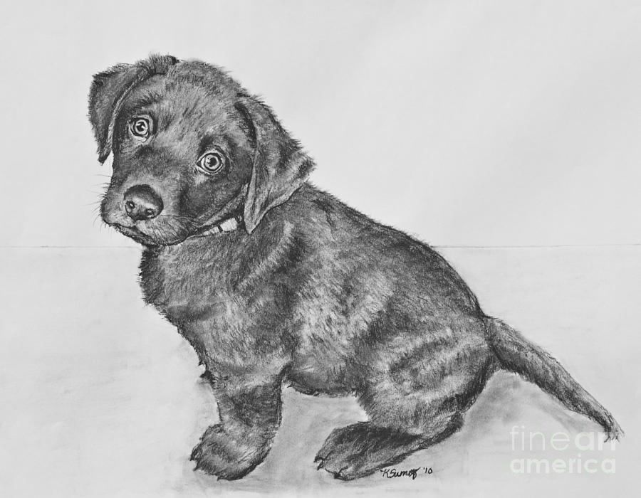 Labrador Retriever Photo Drawing