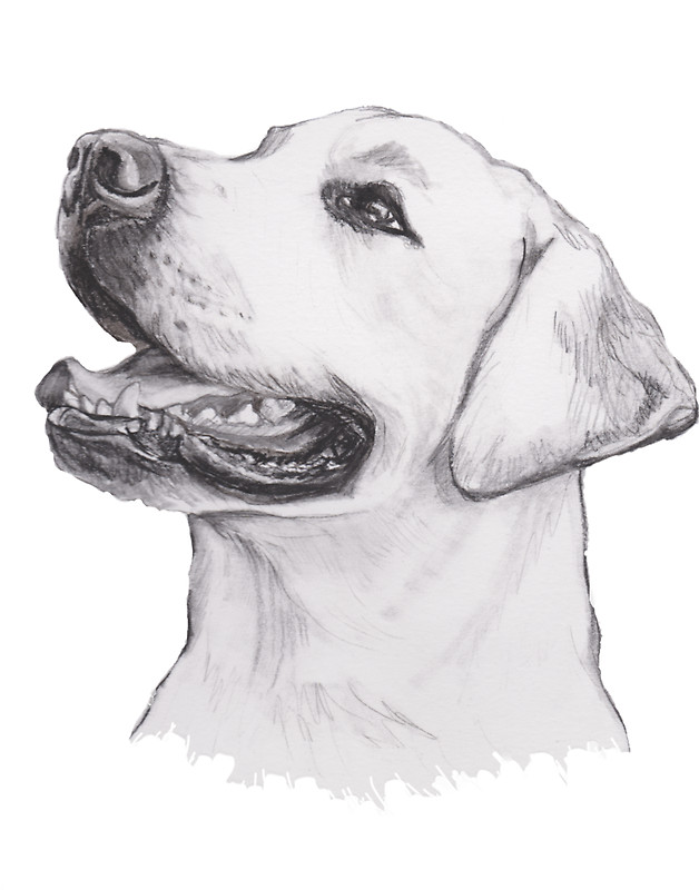 Labrador Retriever Pic Drawing