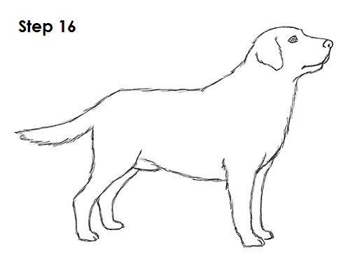 Labrador Retriever Picture Drawing