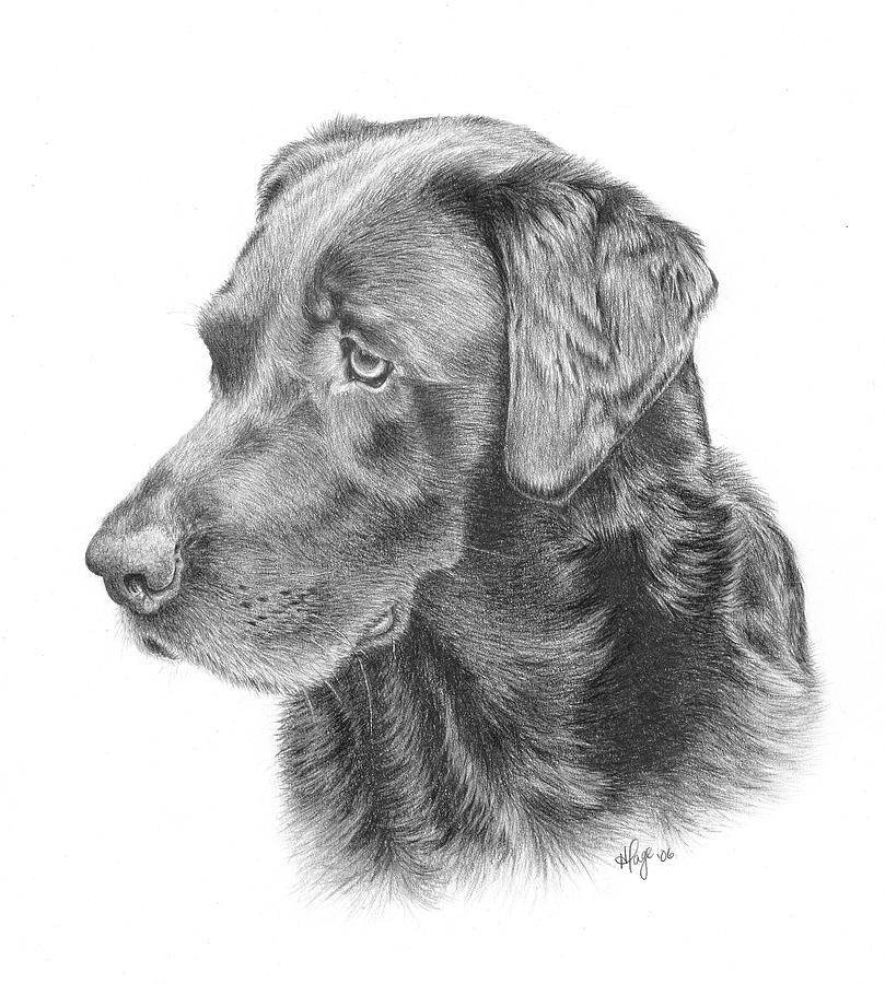 Labrador Retriever Sketch
