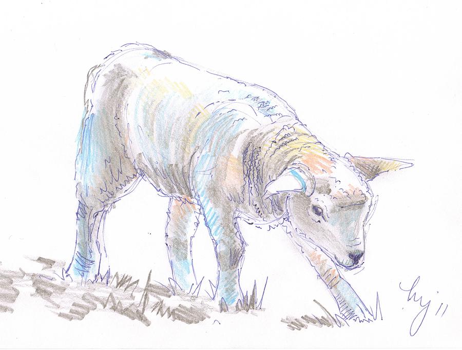 Lamb Amazing Drawing