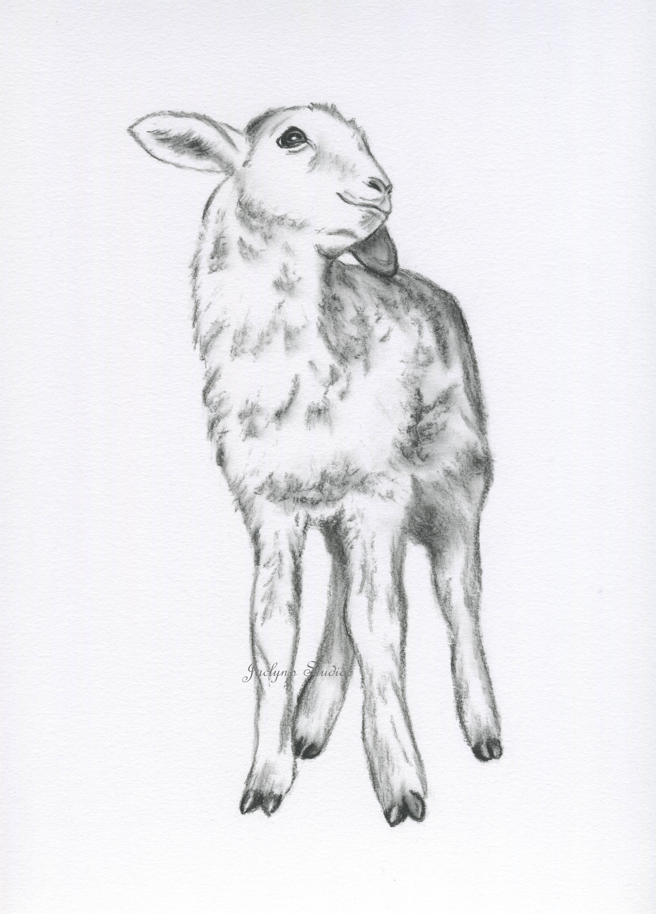 Lamb Art