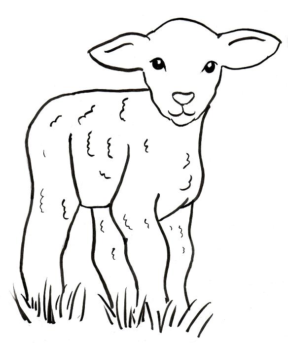 Lamb Beautiful Image Drawing