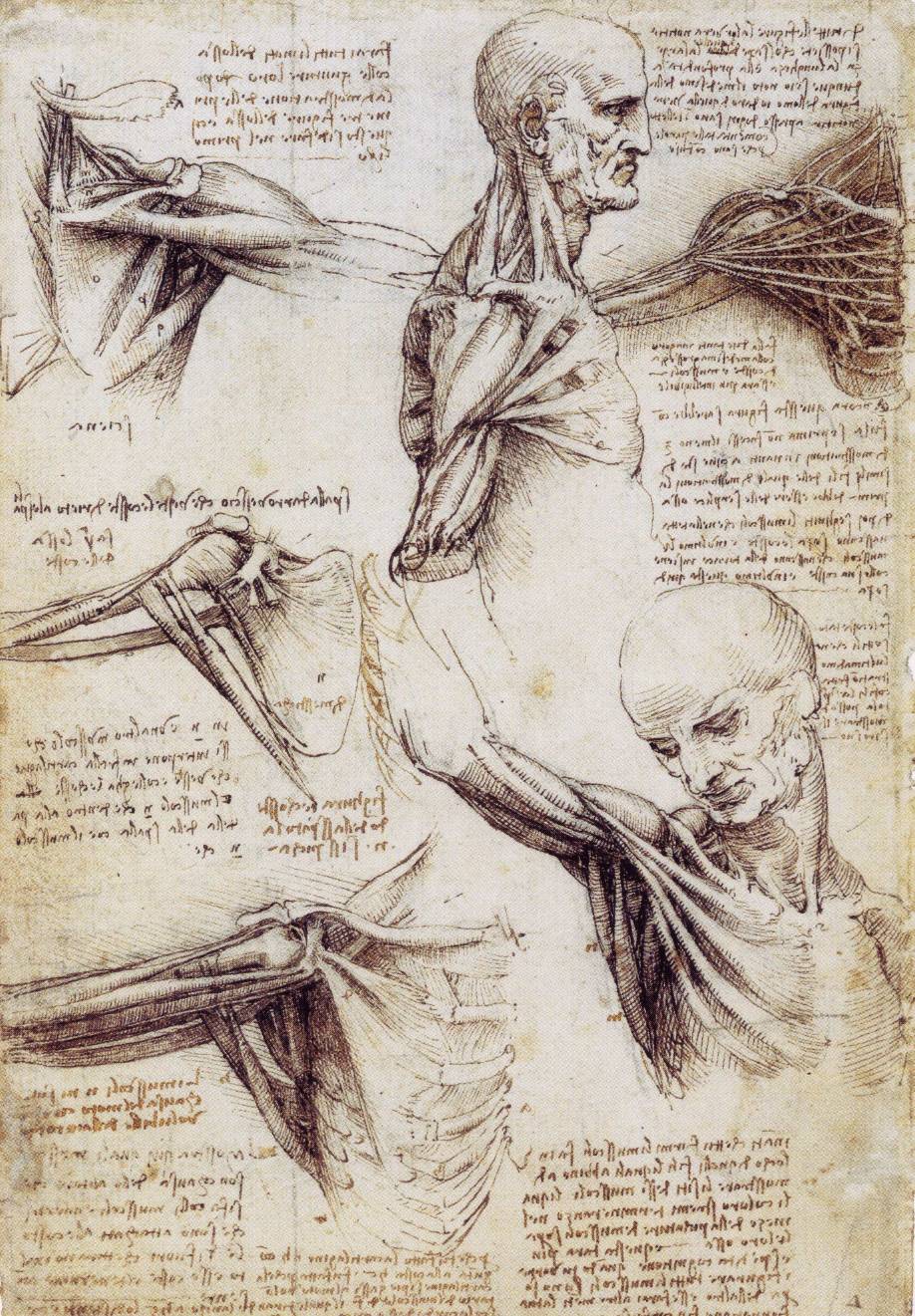 Leonardo Da Vinci Drawing Art