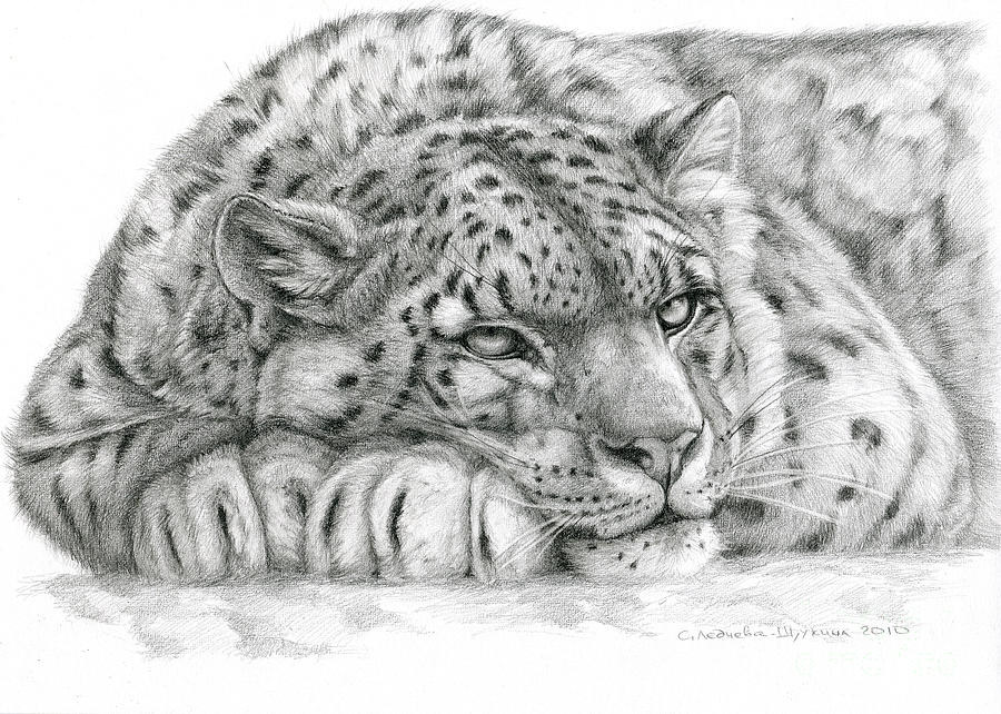 Leopard Amazing Drawing