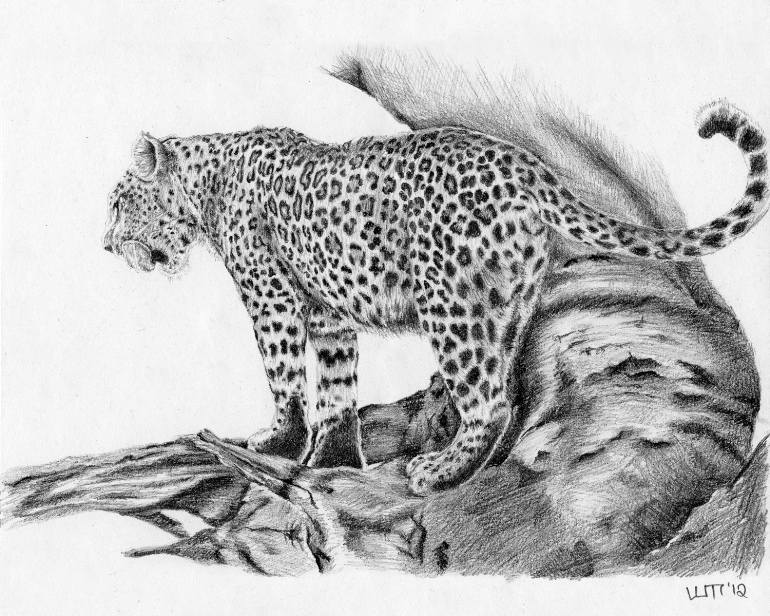 Leopard Drawing Pic