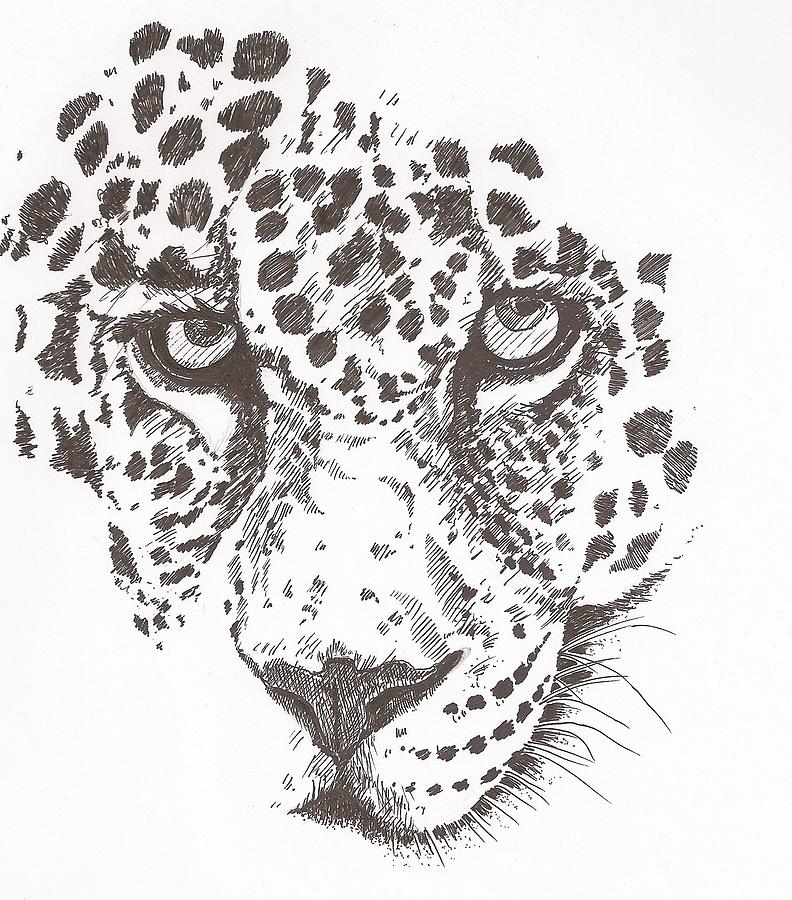Leopard Image Drawing