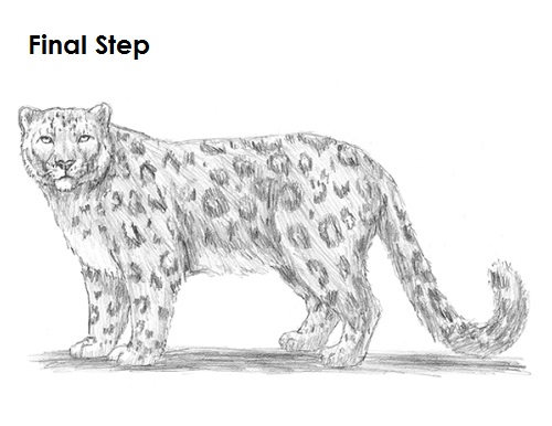 Leopard Picture Drawing