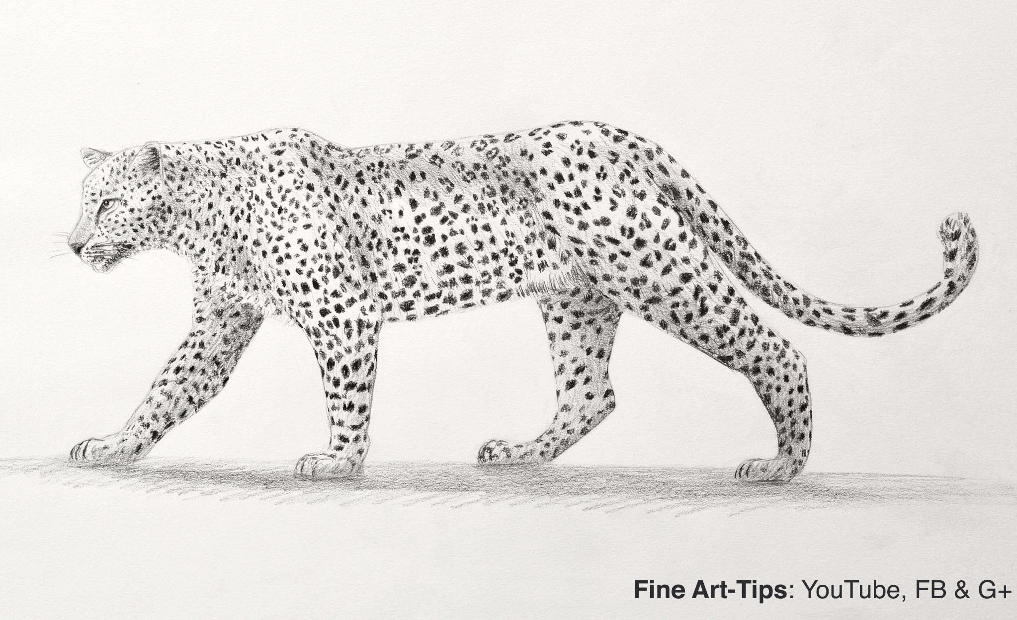 Leopard Realistic Drawing