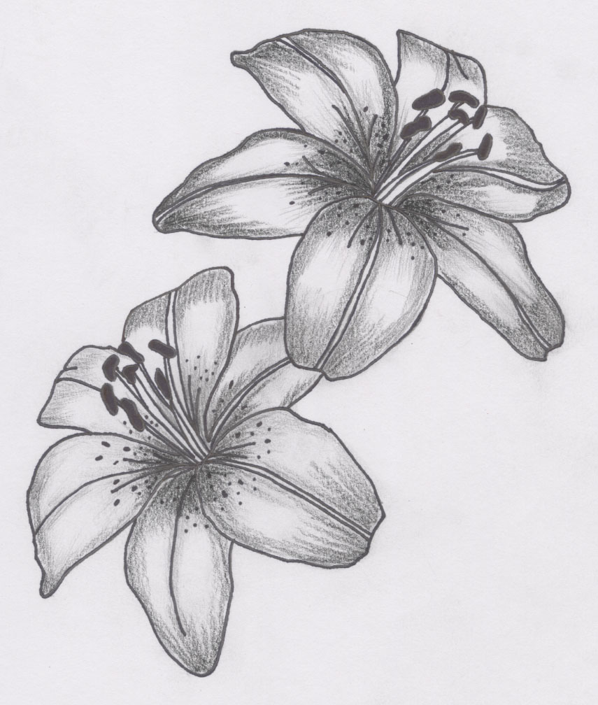 Set of Hand Drawn White Lily Flowers | Lilies drawing, Flower drawing,  White lily flower