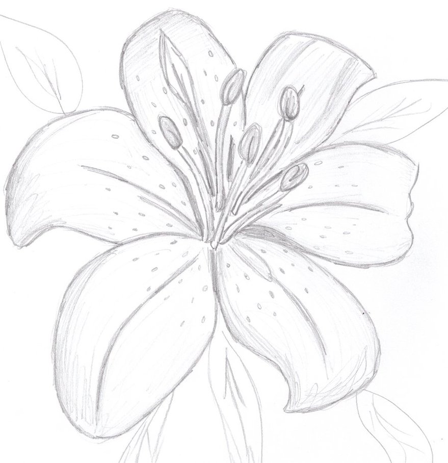 Lily Beautiful Image Drawing
