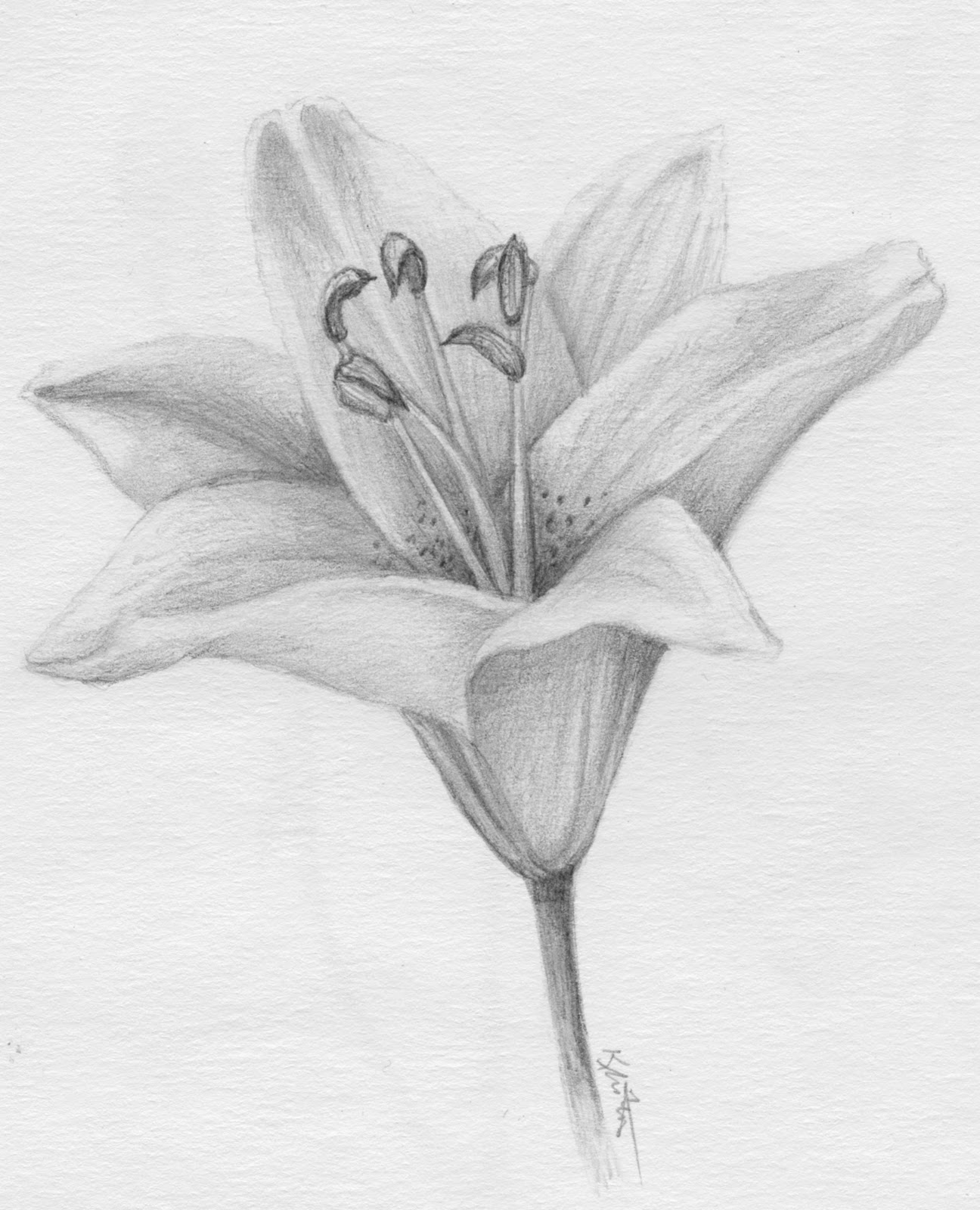 Lily Drawing Image