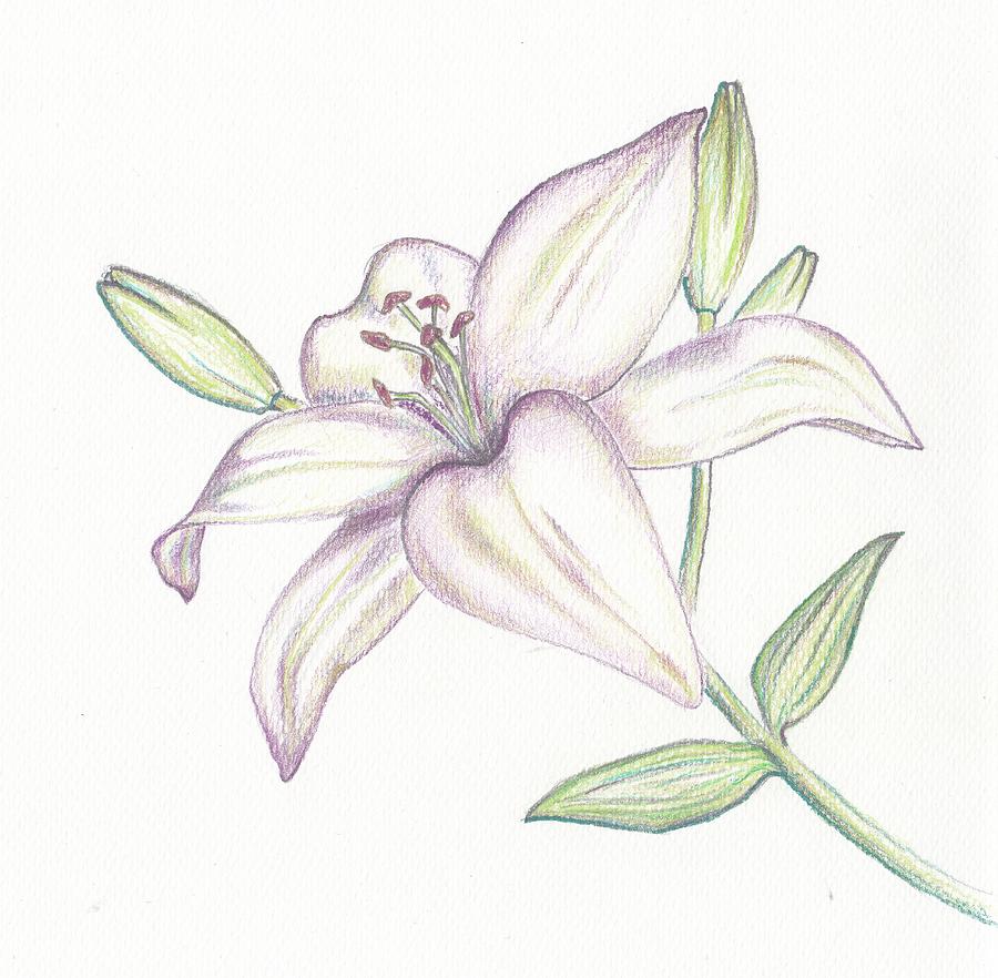 Lily Image Drawing