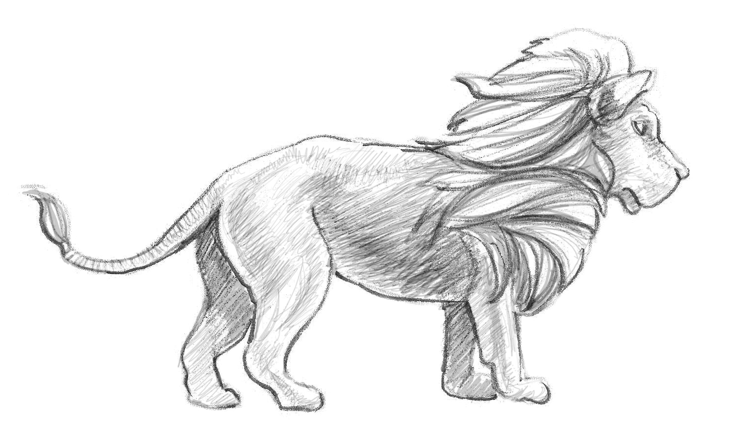 Lion Beautiful Image Drawing