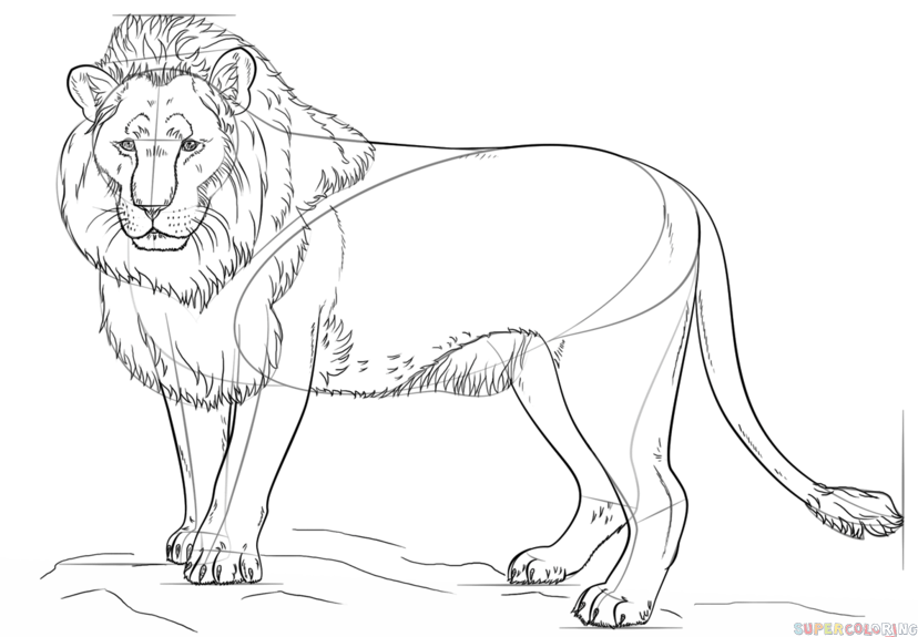 Lion Best Drawing