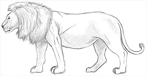 Lion High-Quality Drawing