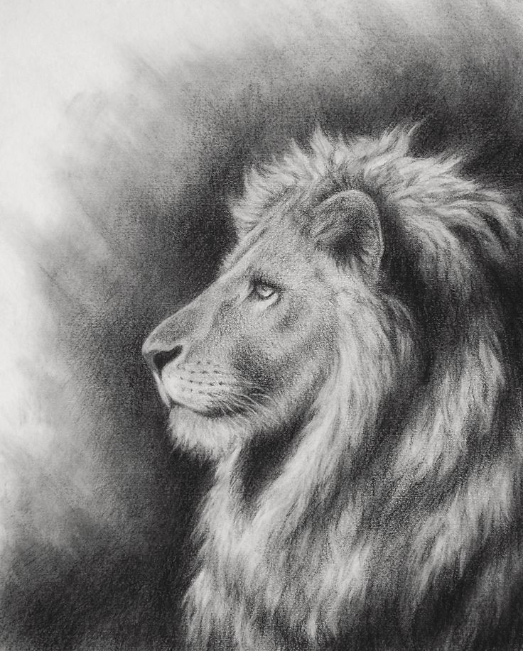 Lion Image Drawing