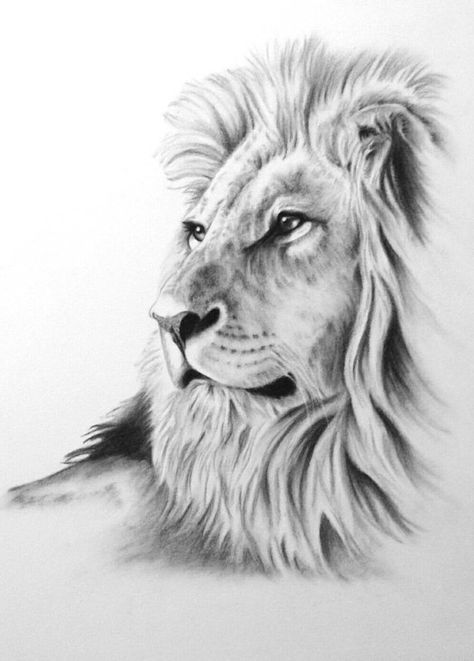 Lion Pic Drawing