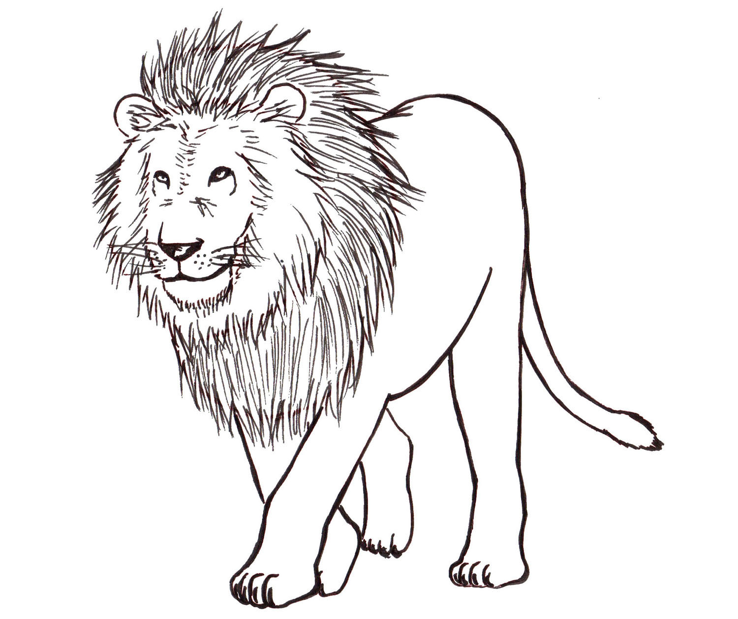 Lion Picture Drawing