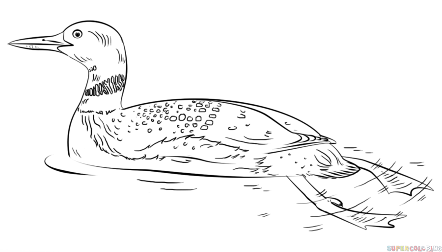 Loon Pic Drawing