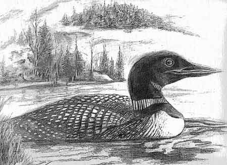 Loon Picture Drawing