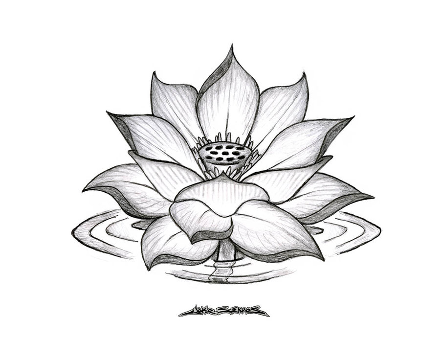 Lotus Pic Drawing
