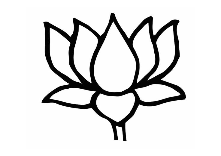 Lotus Sketch
