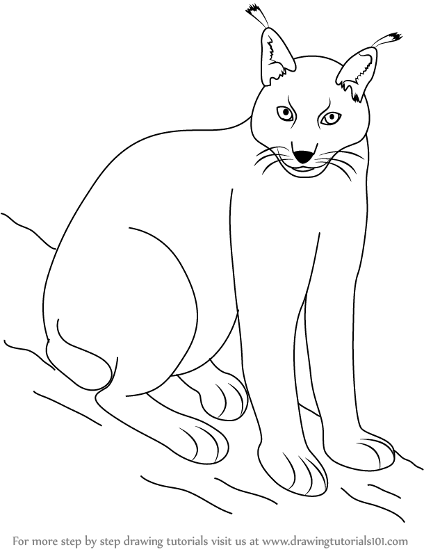 Lynx Beautiful Image Drawing