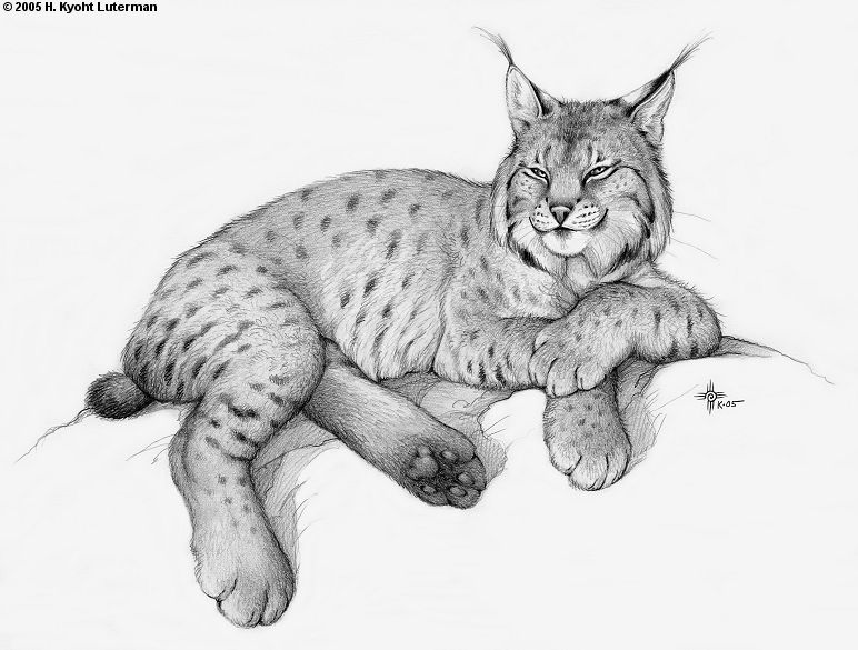 Lynx Best Art