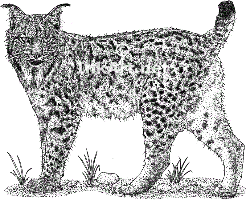 Lynx Best Drawing