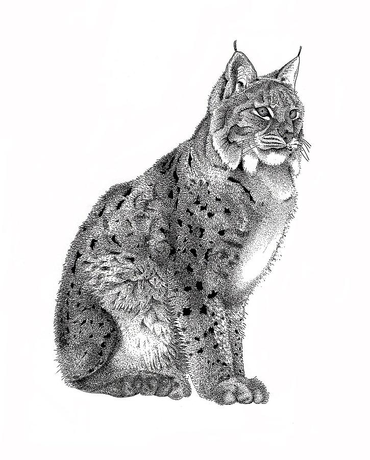 Lynx Drawing Art