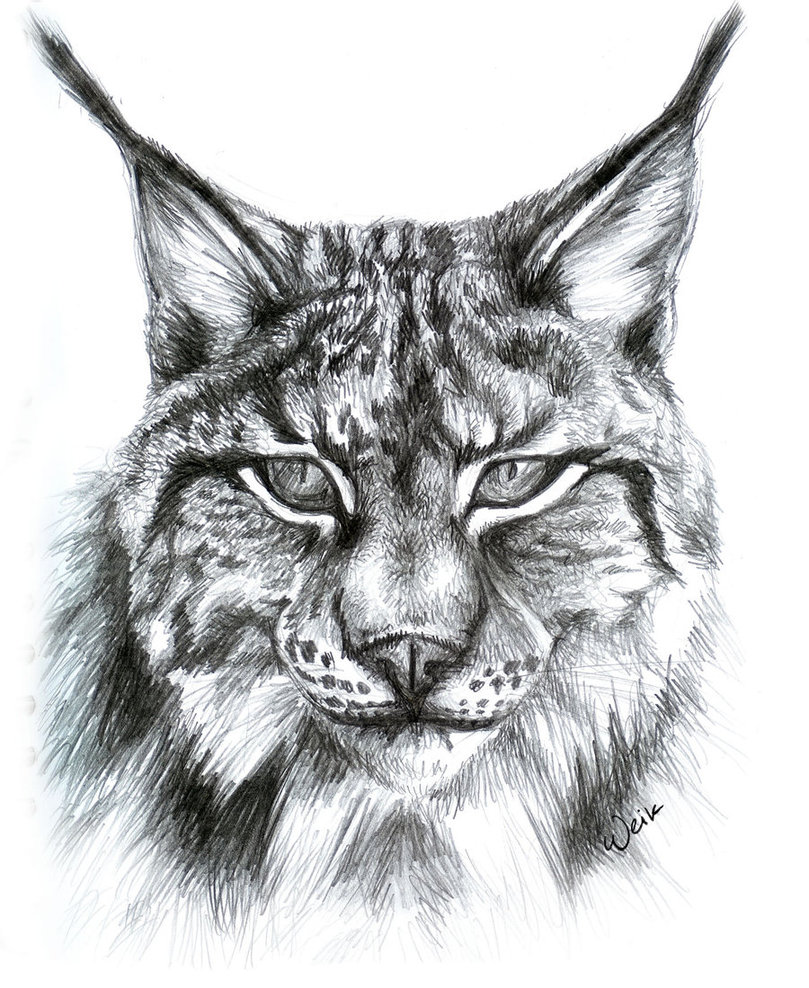 Lynx Drawing Image