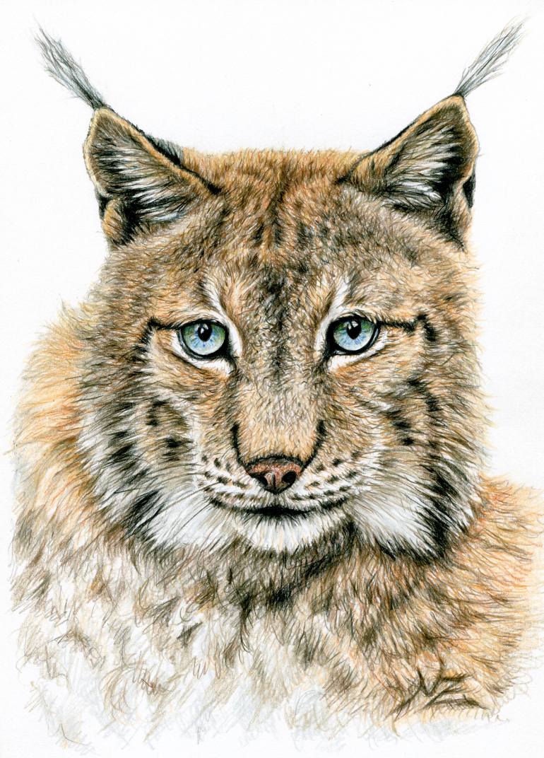 Lynx Drawing Pic