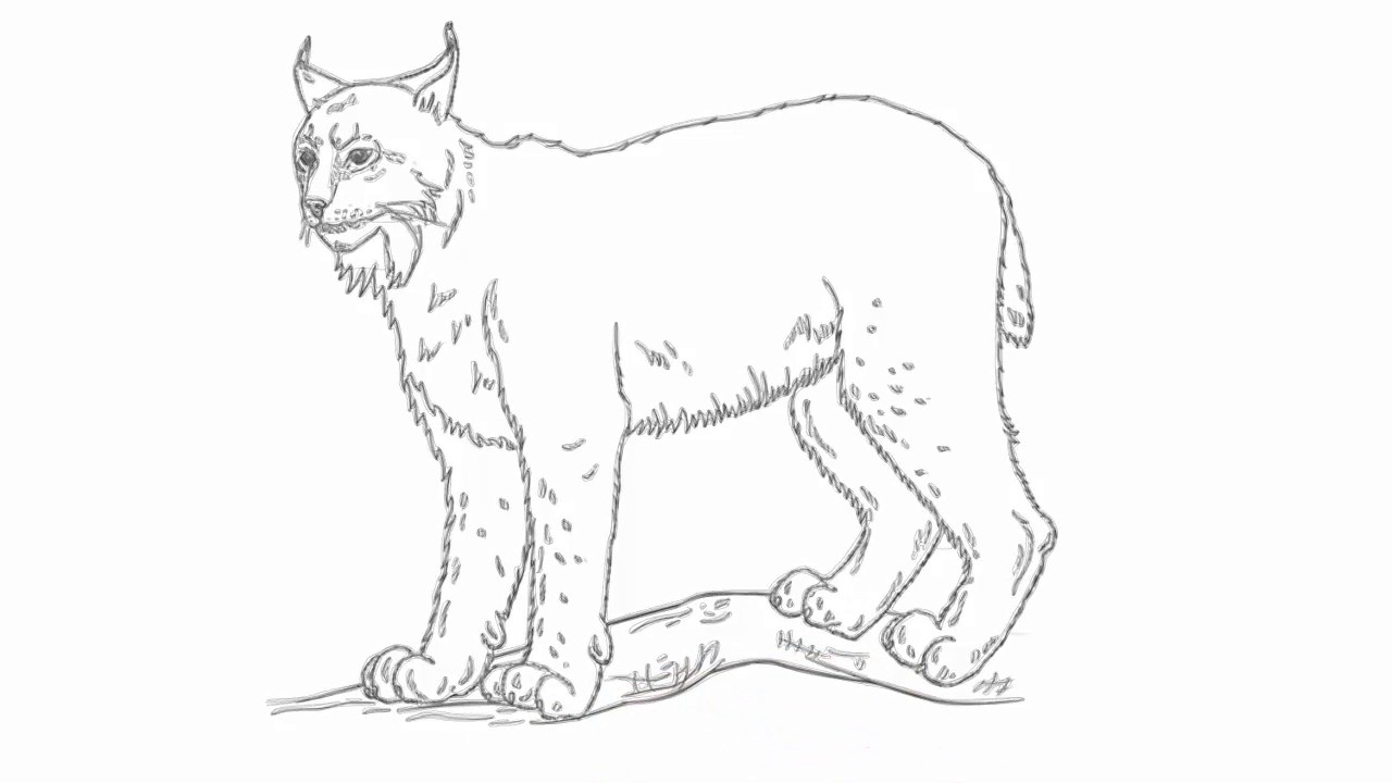 Lynx Drawing Picture