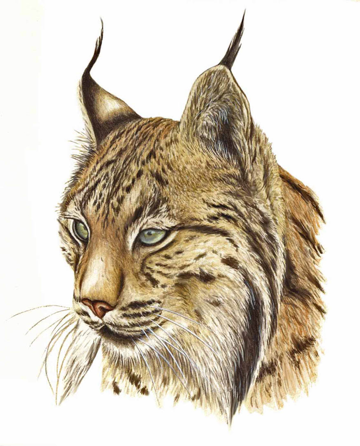 Lynx Drawing
