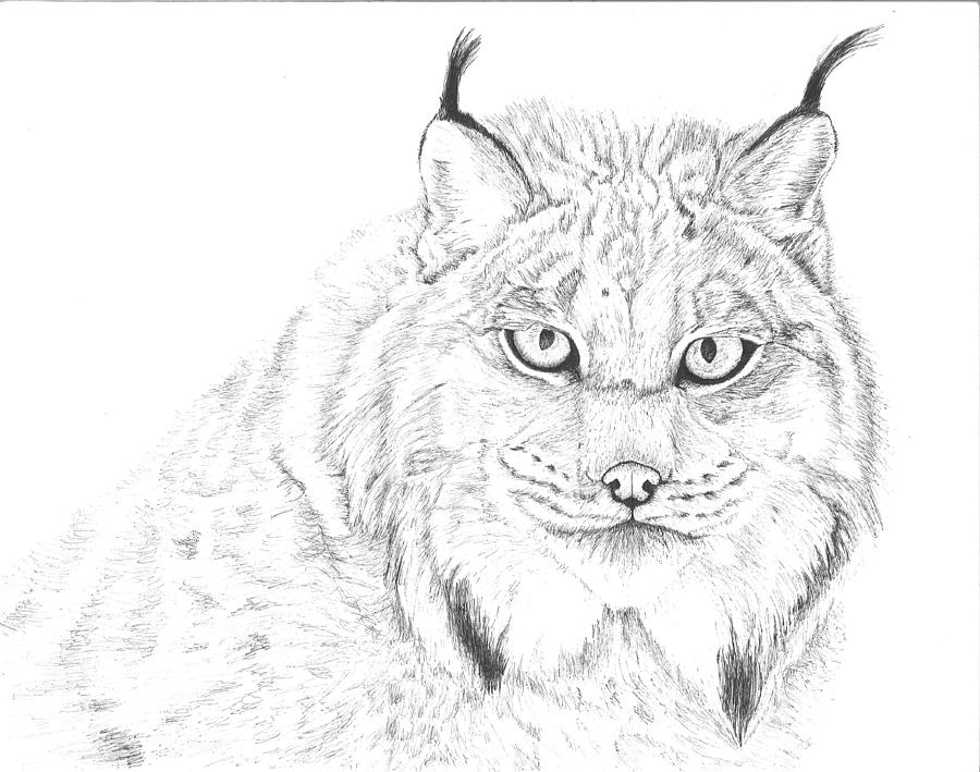Lynx Image Drawing