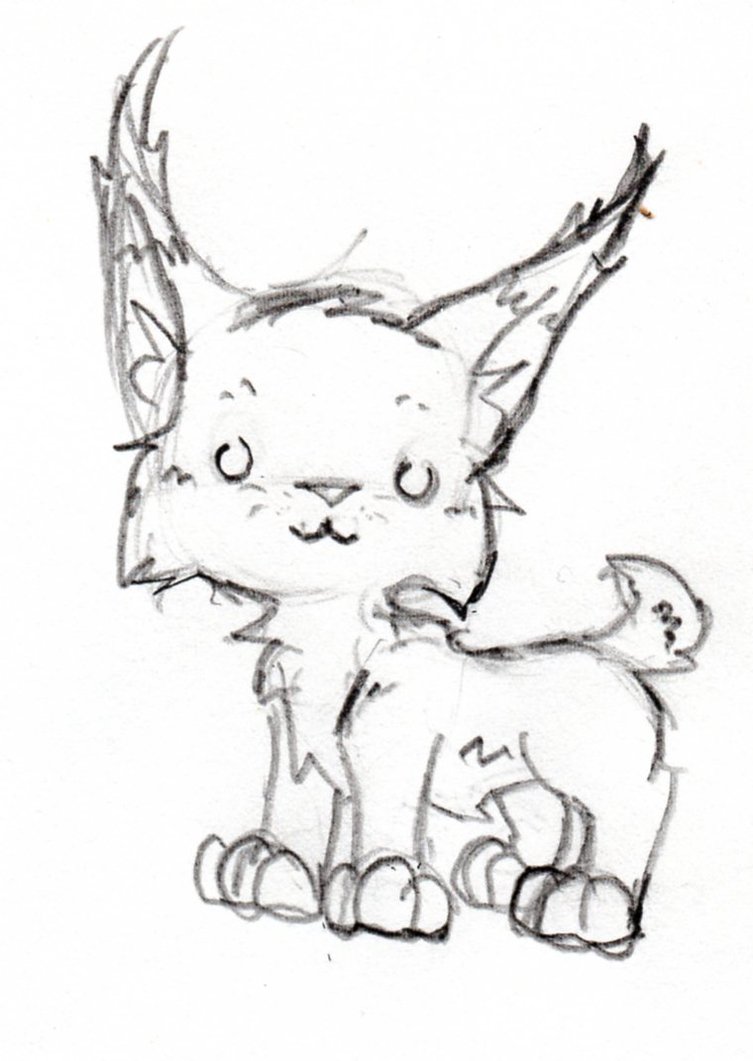 Lynx Photo Drawing