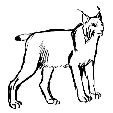 Lynx Pic Drawing