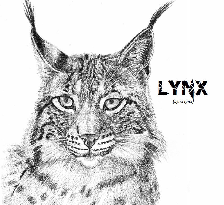 Lynx Picture Drawing