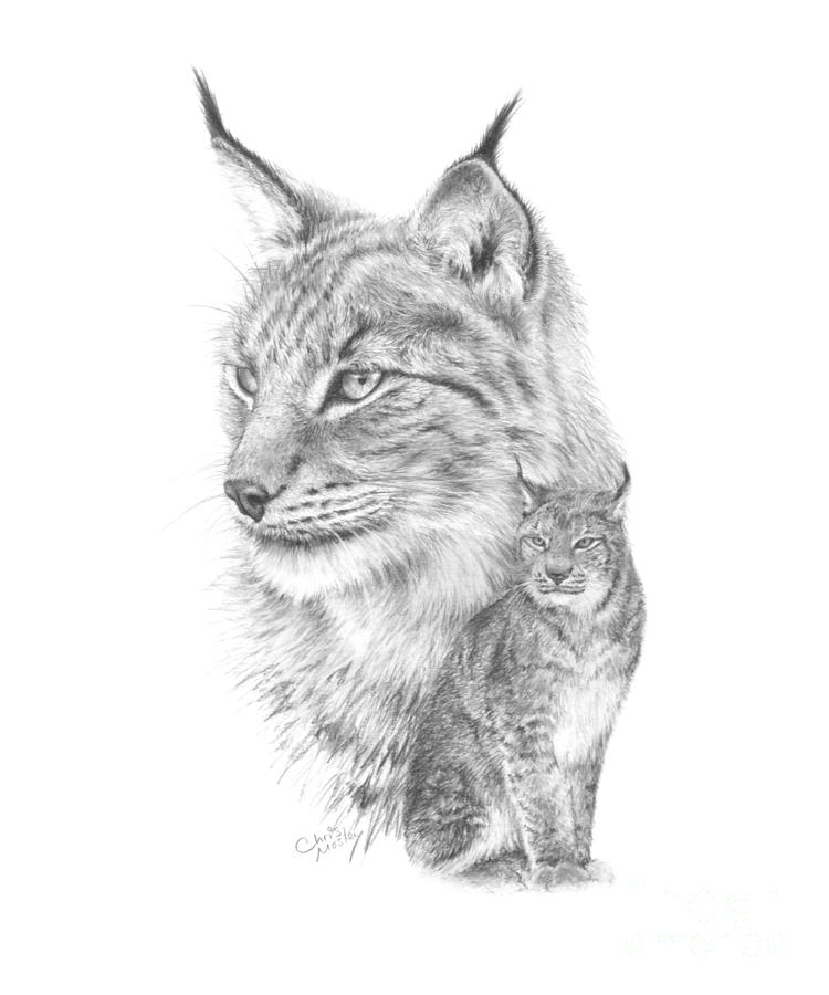 Lynx Realistic Drawing