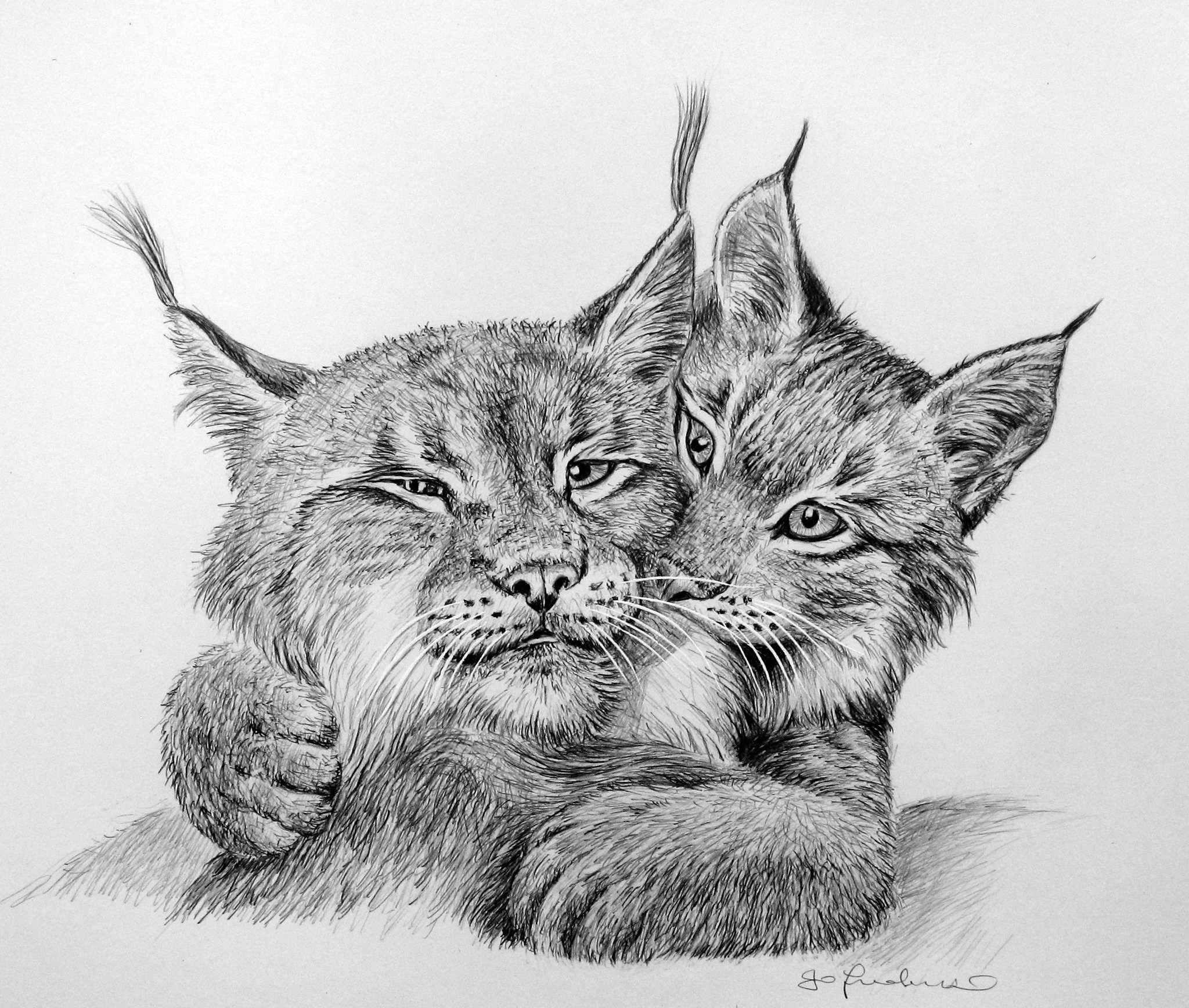 Lynx Sketch