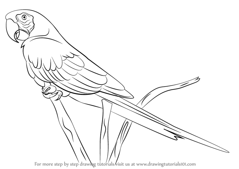 Macaw Amazing Drawing