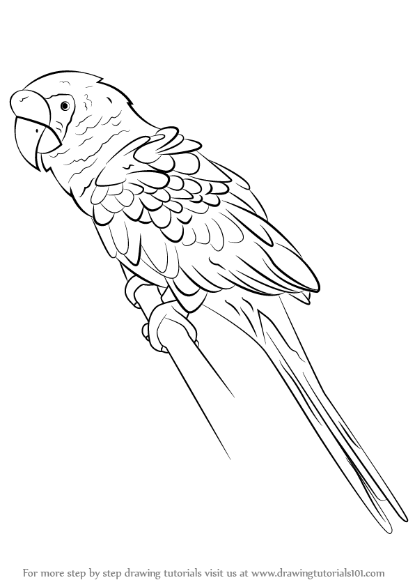 Macaw Beautiful Image Drawing